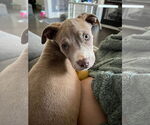 Small #2 American Pit Bull Terrier Mix