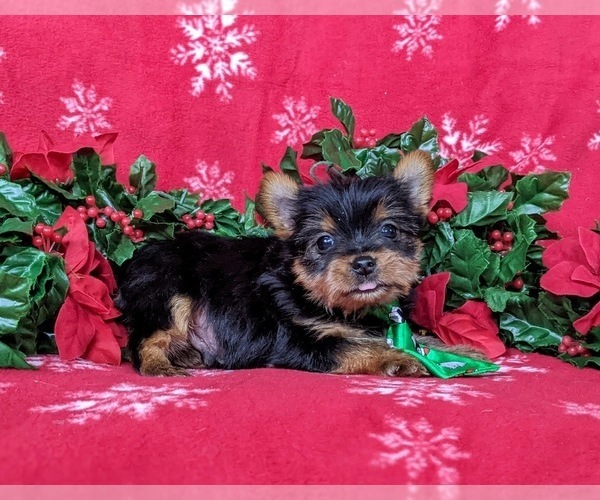 Medium Photo #4 Yorkshire Terrier Puppy For Sale in LINCOLN UNIVERSITY, PA, USA