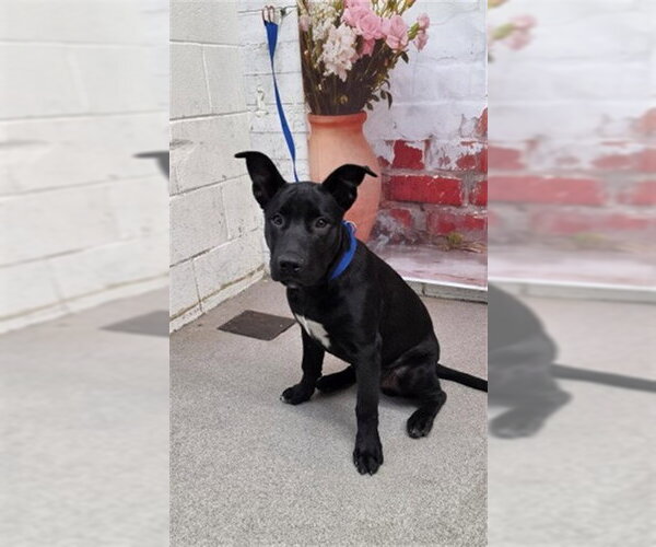 Medium Photo #1 Mutt Puppy For Sale in San Bernardino, CA, USA