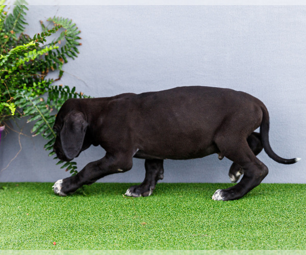 Medium Photo #34 Great Dane Puppy For Sale in WAKARUSA, IN, USA