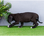 Small #8 Great Dane