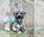 Small #8 Mastiff Mix