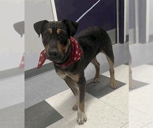 Mutt Dogs for adoption in Salt Lake City, UT, USA