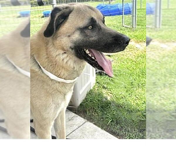 Medium Photo #4 Anatolian Shepherd-Unknown Mix Puppy For Sale in Houston, TX, USA