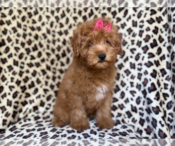 Medium Photo #3 Aussiedoodle Miniature  Puppy For Sale in LAKELAND, FL, USA