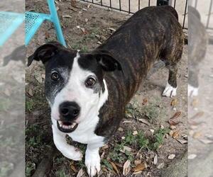 Basset Hound-Unknown Mix Dogs for adoption in Texas City, TX, USA