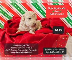 Poodle (Toy) Puppy for sale in TUCSON, AZ, USA