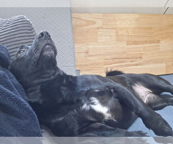 Medium Photo #4 Chiweenie Puppy For Sale in Sebec, ME, USA