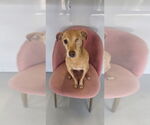 Small #6 Italian Greyhuahua
