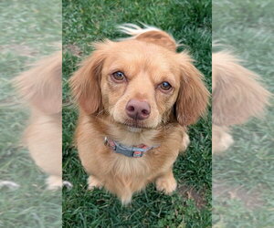 Maltese-Unknown Mix Dogs for adoption in San Bernardino, CA, USA