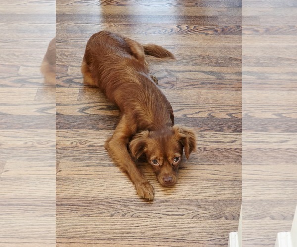 Medium Photo #9 Chiranian Puppy For Sale in Greenville, SC, USA