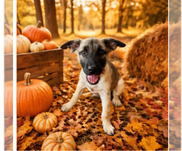 Medium Photo #1 Black Mouth Cur-Labrador Retriever Mix Puppy For Sale in Hillsboro, MO, USA