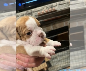 Olde English Bulldogge Puppy for sale in SMITHS GROVE, KY, USA