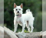 Small #4 Jack Russell Terrier Mix