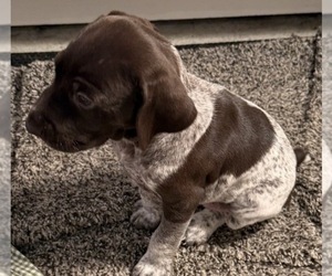 German Shorthaired Pointer Puppy for sale in WOODSTOCK, CT, USA