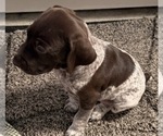 Bruiser - Male German Shorthaired Pointer Puppy for Sale - Small photo