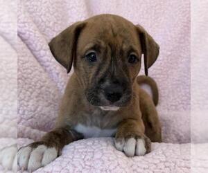 Chalk Pup - Putty - Male Colonial Cocker Spaniel-Unknown Mix Dog for Adoption - Photo #2