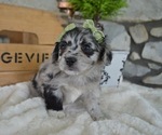 Small Photo #3 F2 Aussiedoodle Puppy For Sale in HONEY BROOK, PA, USA