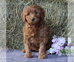 Small Photo #5 Labradoodle-Poodle (Miniature) Mix Puppy For Sale in LANCASTER, PA, USA