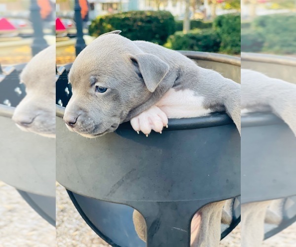 Medium Photo #1 American Pit Bull Terrier Puppy For Sale in TRENTON, NJ, USA