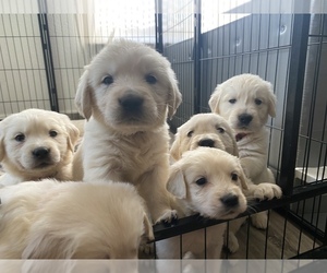 English Cream Golden Retriever Puppy for sale in N HIGHLANDS, CA, USA