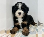 Small #2 Miniature Bernedoodle