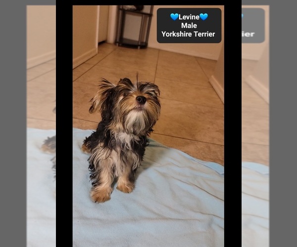 Medium Photo #3 Yorkshire Terrier Puppy For Sale in TUCSON, AZ, USA