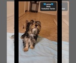 Small #2 Yorkshire Terrier