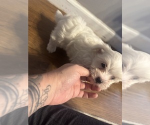 Maltichon Puppy for sale in CONWAY, SC, USA