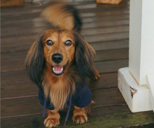 Father of the Dachshund puppies born on 07/13/2025