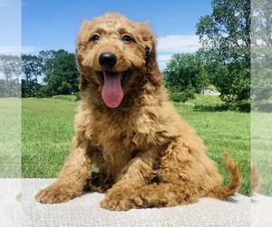 Goldendoodle Puppy for sale in HILLSBORO, WI, USA