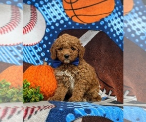 Miniature Labradoodle Puppy for sale in NOTTINGHAM, PA, USA