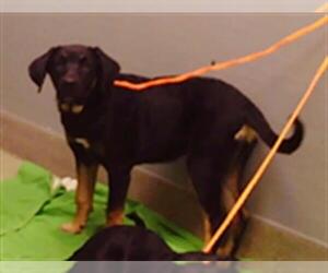 Shepweiller Dogs for adoption in Las Vegas, NV, USA
