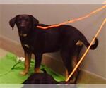 Small Shepweiller