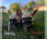 Small Photo #7 French Bulldog Puppy For Sale in COLUMBIA, MO, USA