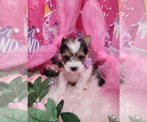 Yorkshire Terrier Puppy for sale in HARKER HEIGHTS, TX, USA