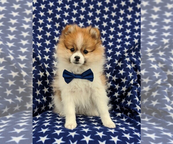 Medium Photo #1 Pomeranian Puppy For Sale in LINCOLN UNIV, PA, USA