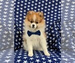 Small Photo #1 Pomeranian Puppy For Sale in LINCOLN UNIV, PA, USA
