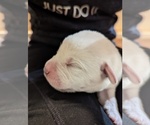 Small Photo #16 Labrador Retriever Puppy For Sale in LOGAN, UT, USA