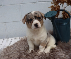 Anatolian Shepherd-Cardigan Welsh Corgi Mix Dog for Adoption in HONEY BROOK, Pennsylvania USA