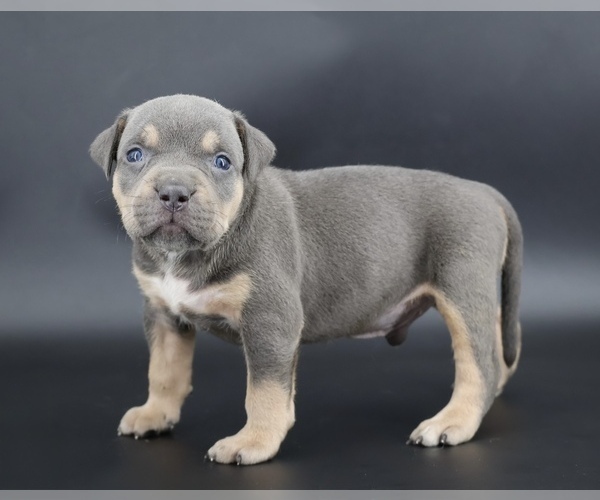 Medium Photo #2 American Bully Puppy For Sale in CHAMPAIGN, IL, USA