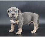 Small #1 American Bully