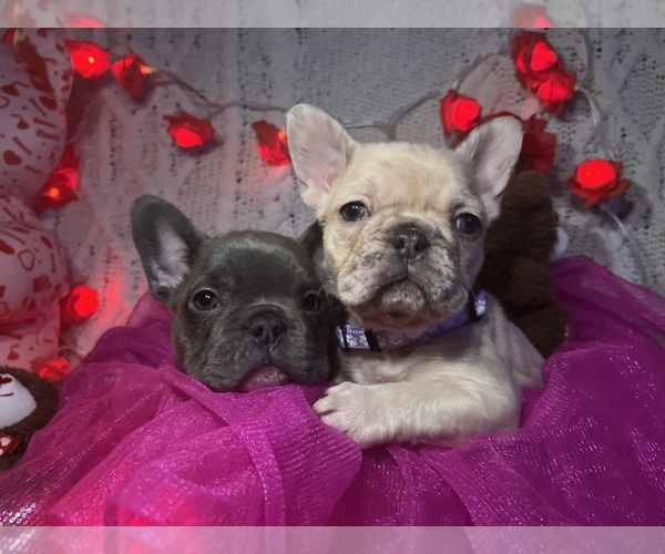 Medium Photo #2 French Bulldog Puppy For Sale in NEW BEDFORD, MA, USA
