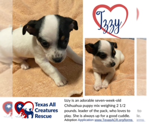 Chihuahua-Unknown Mix Dogs for adoption in Lillian, TX, USA