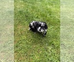 Puppy Gucci Cocker Spaniel-Sheepadoodle Mix