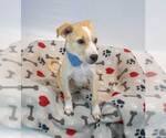 Small #2 Retriever  Mix