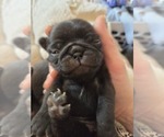 Small Photo #94 Pug Puppy For Sale in HILLSDALE, MI, USA