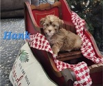 Small #5 Havanese