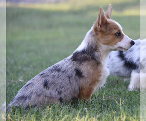 Mother of the Pembroke Welsh Corgi puppies born on 06/29/2023