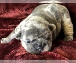 Small Photo #8 French Bulldog Puppy For Sale in BUCKS BAR, CA, USA
